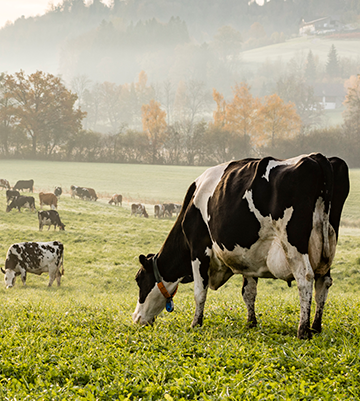 Vache mangeant au pâturage