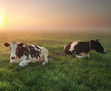 Cows Lying on Pasture