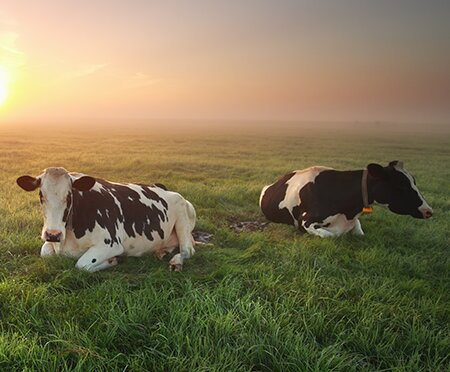 Vaches couchées sur les pâturages